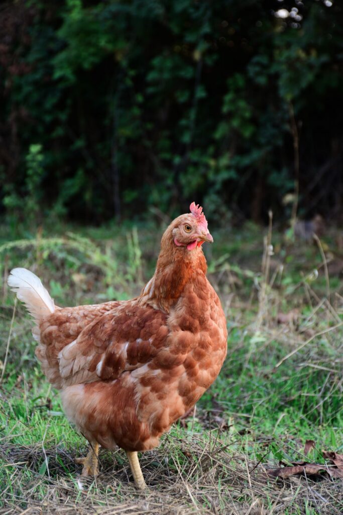 rooster outdoors
